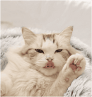 Cama Pet Fofinha