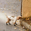 Meias à Prova d’Água para Passeios com Cães